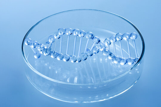 Dna double helix model inside petri dish for genetics research