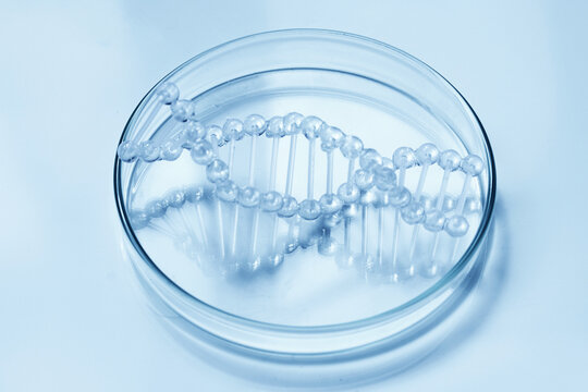 Dna helix model in petri dish for genetic research