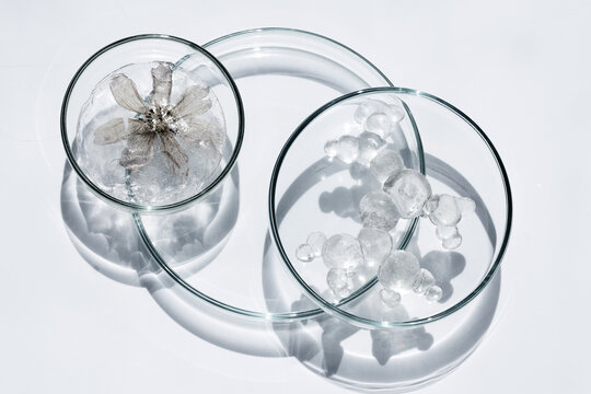 Frozen flower and molecule model in petri dishes