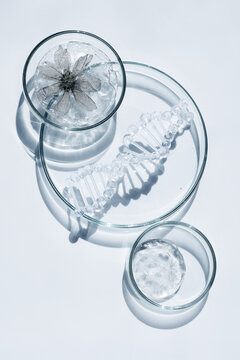 Dna helix, flower, gel in petri dishes, biotechnology research
