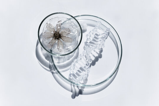 Dna model with frozen flower in scientific research lab