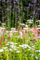 Fototapeta premium Meadow flowers in the garden