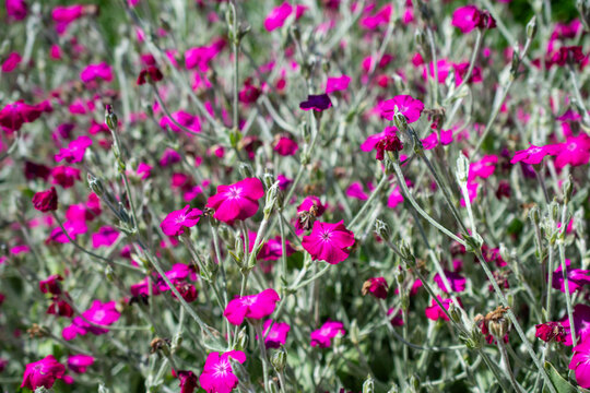 Field of Rose campion flowers