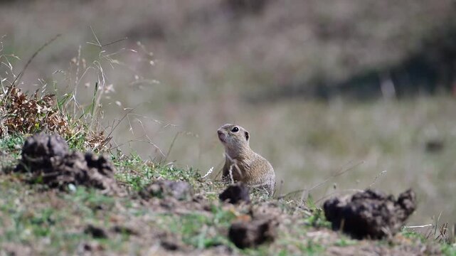 A curious ground squirrel stands alert on its hind legs atop a grassy dirt mound, carefully observing its natural surroundings.