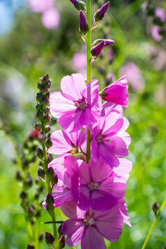 Pink prairie mallow flowers in the garden