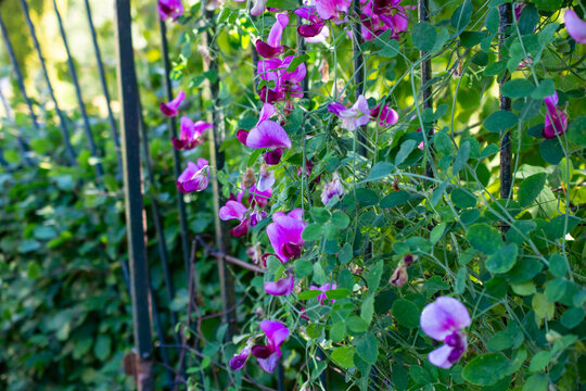 Climbing vibrant pink and purple sweet pea flowers 