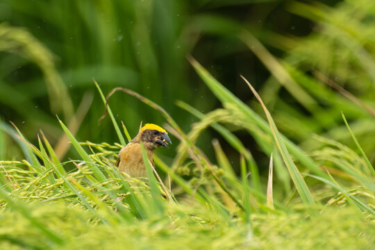 A male Baya Weaver (Ploceus philippinus) feeding on rice grains in a lush green paddy field under light rain.