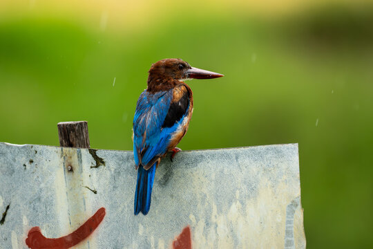 A White-throated Kingfisher (Halcyon smyrnensis) perched on an old metal sign under light rain with a green background.