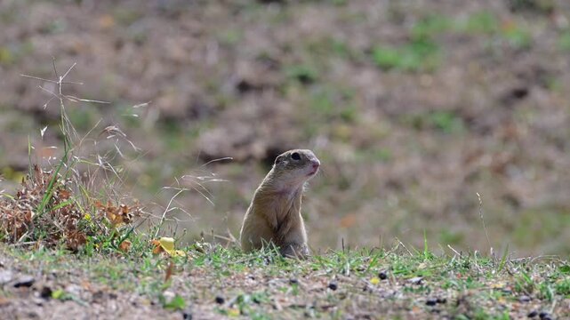 A curious ground squirrel stands alert on its hind legs atop a grassy dirt mound, carefully observing its natural surroundings.