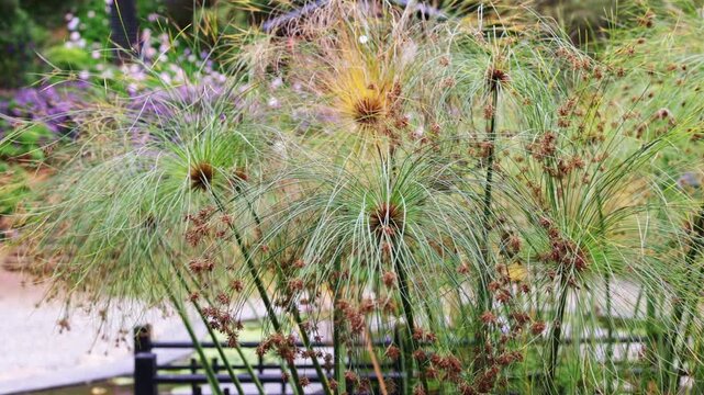 Lush green cyperus papyrus plant with its distinctive feathery heads swaying slowly in a gentle breeze, creating a tranquil and serene atmosphere in a verdant ornamental garden setting
