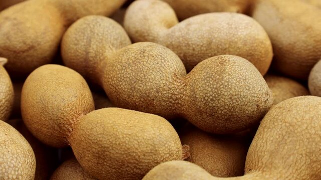 Brown tamarind fruit pods circle rotation close up