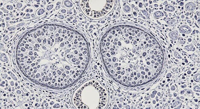 Microscopic view of human testicular tissue showing seminiferous tubules
