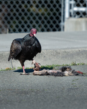 Turkey vulture having a meal with road kill 