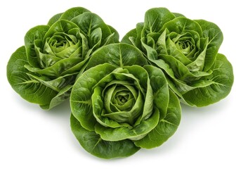 Fototapeta premium Freshly harvested romaine lettuce heads in natural form