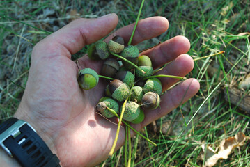 A man's hand holds a bunch of oak acorns against a background of green grass in a summer forest © Less Nick
