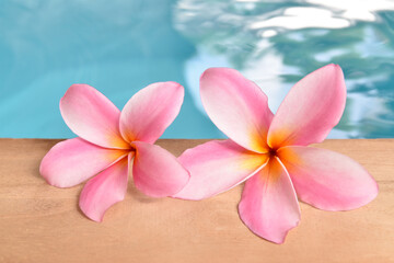pink frangipani flower on poolside wooden deck with sparkling reflection surface of swimming pool  © andy0man