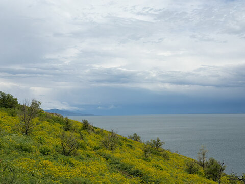 Peaceful lakeshore surrounded by blooming yellow wildflowers, tranquil natural landscape with calm water and serene summer atmosphere