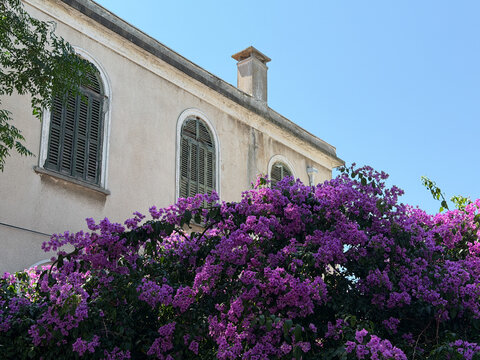 Vibrant pink bougainvillea blooming against a Mediterranean house wall, colorful summer architecture and Mediterranean garden atmosphere