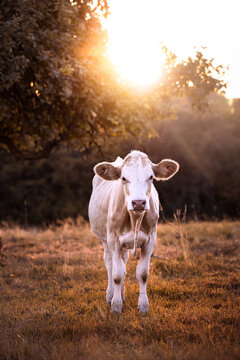 Portrait of a young calf, weaner, in the warm light of sunset in Germany