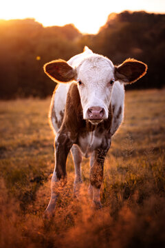 Portrait of a young calf, weaner, in the warm light of sunset in Germany