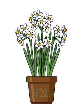 White paperwhite narcissus flowers with golden centers and tall green leaves growing in a brown decorated pot on white background, fresh indoor spring gardening concept