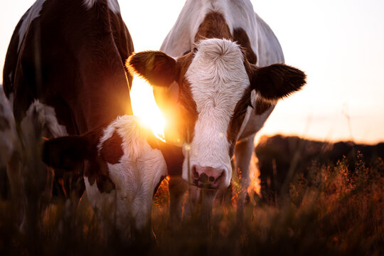 Portrait of two young cows, weaner, in the warm light of sunset in Germany