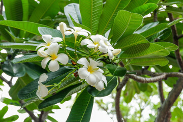 Plumeria flower and green leaves on tree,white frangipani tropical flower  blooming on tree,zen massage spa,summer beach vacation,rest hotel,island sea concept. © wanatithan