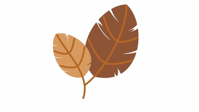Pair of autumn feather cartoon animation in dark brown and tan shades isolated on an alpha channel for fall season symbol and decorative thanksgiving element concept.