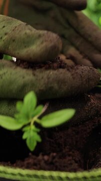 Vertical video. Gloved Hands Transplant a Young Tomato Seedling into a Fabric Pot of Rich Soil, Close Up Gardening Scene Supporting Growth And Sustainable Plant Care