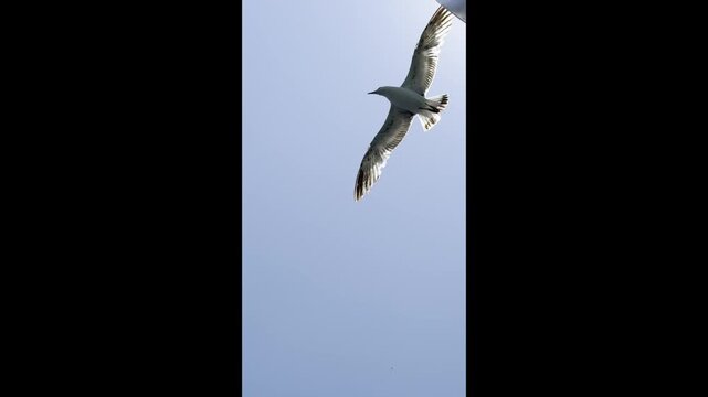 Seagull flying over the sea, graceful bird in motion against a bright coastal sky