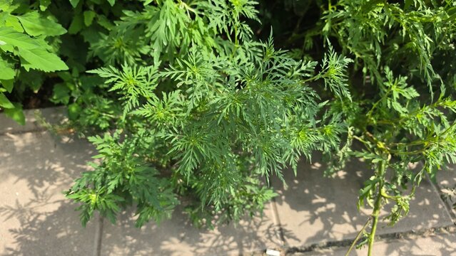 Close up of Ambrosia artemisiifolia, common ragweed plant growing near a paved path in summer