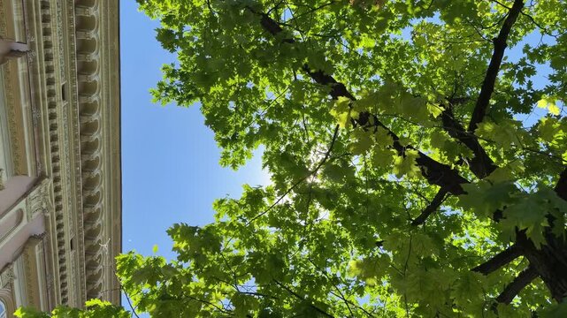 Sunlight shining through lush green maple leaves in a city park, gentle summer breeze and warm natural light creating a peaceful urban atmosphere