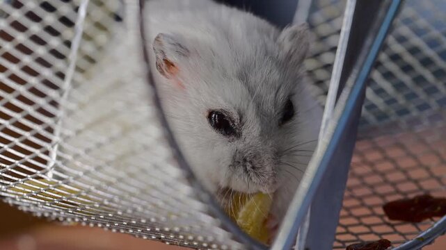an adorable white dwarf hamster sitting inside a metal wire exercise wheel while eagerly nibbling on a piece of food.