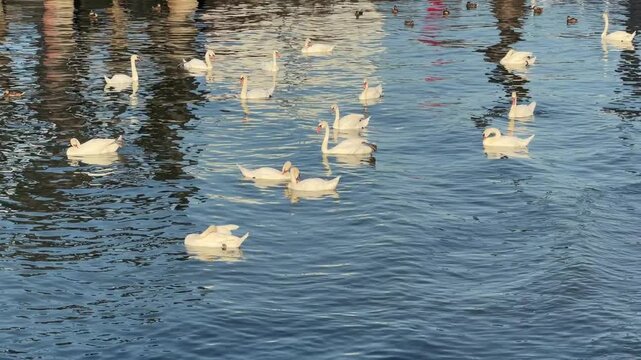 Elegant swans swimming on the Danube River at sunset, golden evening light reflecting on calm water, peaceful European nature landscape