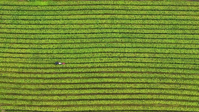 Aerial view of strawberry rows with a person working in the field in Valldal, More og Romsdal, Norway.
