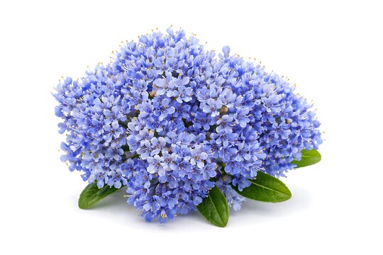 Blue ceanothus americanus flowers isolated on a white background