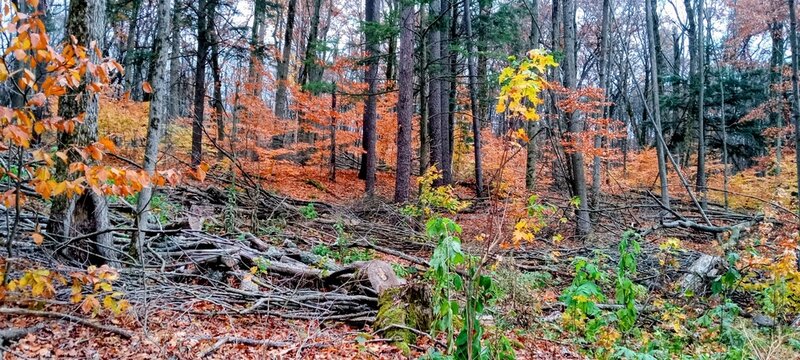 autumn leaves background