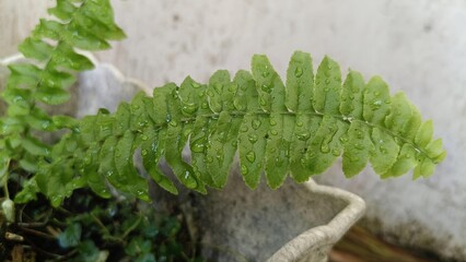 Fototapeta premium Lush Green Fern Leaf with Glistening Water Droplets Close-Up
