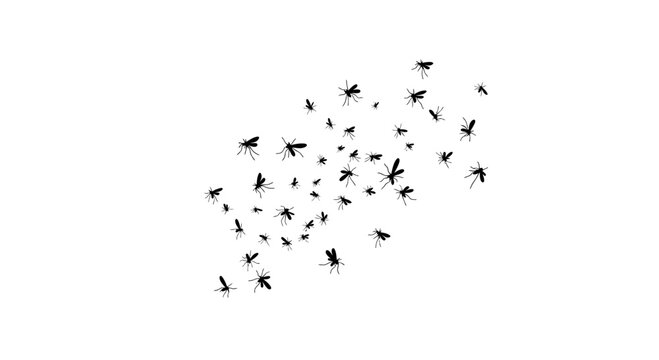 Swarm of mosquitoes silhouette vector, flying insect cloud on white background, pest control and malaria prevention concept