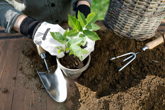 Close-up of person doing garden maintenance and planting &ndash; gardening work concept. Gardening, landscaping, sustainability, healthy lifestyle, seasonal outdoor work concepts.
