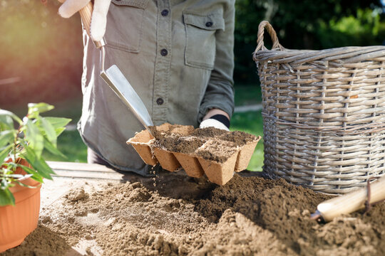 Close-up of person doing garden maintenance and planting &ndash; gardening work concept. Gardening, landscaping, sustainability, healthy lifestyle, seasonal outdoor work concepts.