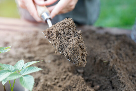 Close-up of person doing garden maintenance and planting &ndash; gardening work concept. Gardening, landscaping, sustainability, healthy lifestyle, seasonal outdoor work concepts.