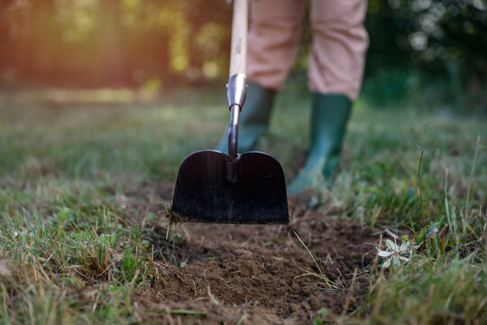 Close-up of person doing garden maintenance and planting &ndash; gardening work concept. Gardening, landscaping, sustainability, healthy lifestyle, seasonal outdoor work concepts.