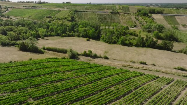Vue sur les vignes et le coteau viticole de Pupillin, Jura (39)