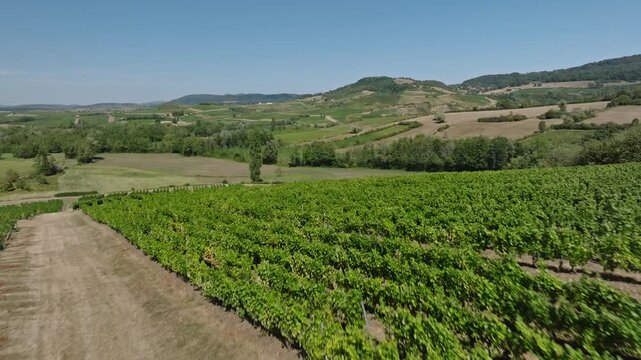Vue sur les vignes et le coteau viticole de Pupillin, Jura (39)
