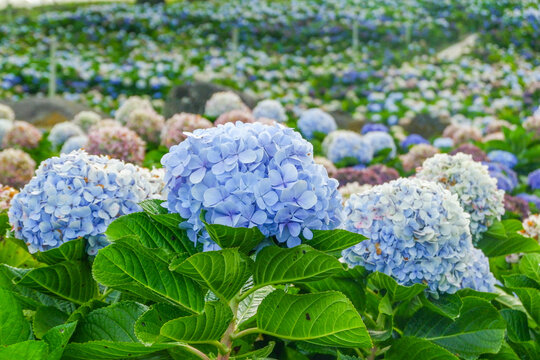 Hydrangea flower blooming in flower garden, Hydrangea macrophylla,purple and blue hydrangea bush a in full bloom.