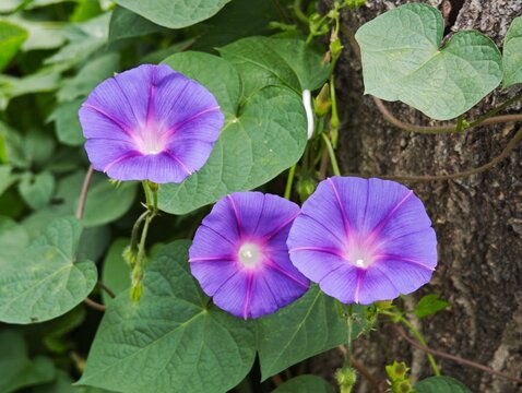 Macro shot of purple morning glory ipomoea blossoms near tree bark