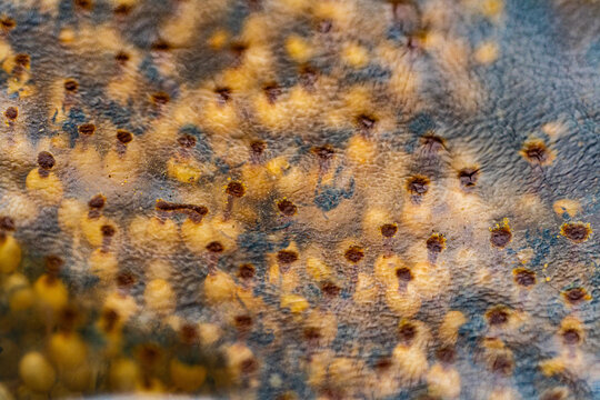 Transparent observation hive containing a colony of stingless bees, illustrating natural bee behavior, tropical beekeeping, biodiversity, and environmentally friendly agriculture.