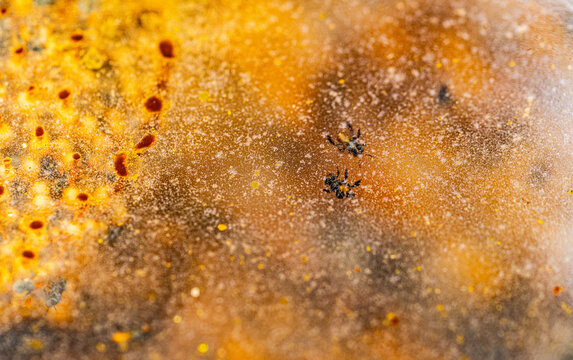 Close up view of a stingless bee colony inside a transparent glass observation hive, showing natural nest structures and the fascinating process of sustainable bee farming.