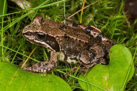 Close-up of brown mottled moor frog Rana arvalis amid lush green foliage, detailed amphibian portrait.